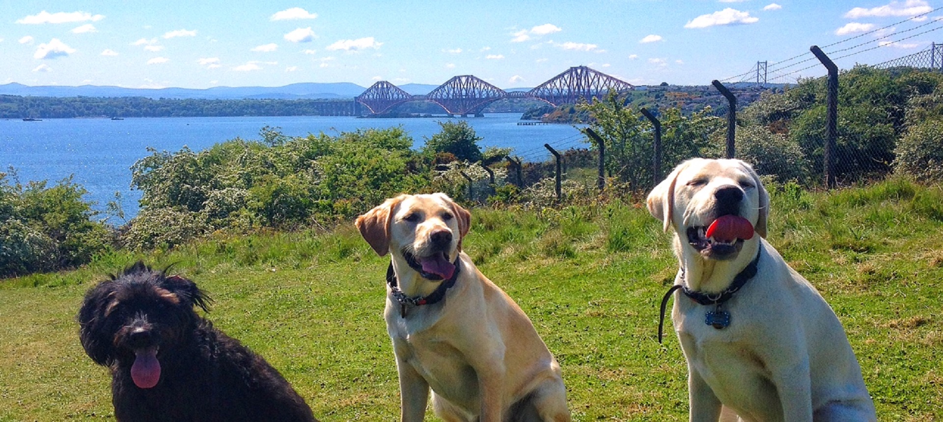 welcome-to-fife-fife-five-dog-friendly-days-out