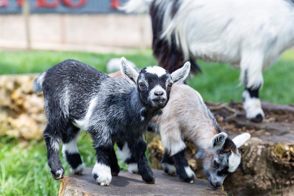 Fife Catering : The Buffalo Farm