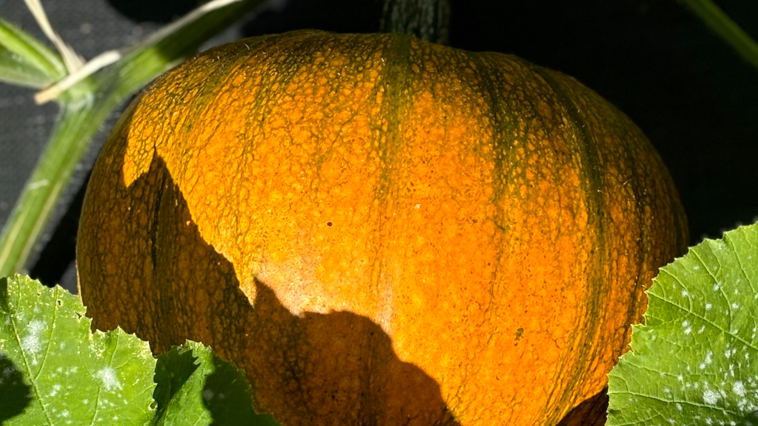 Picking Pumpkins at Hill of Tarvit 