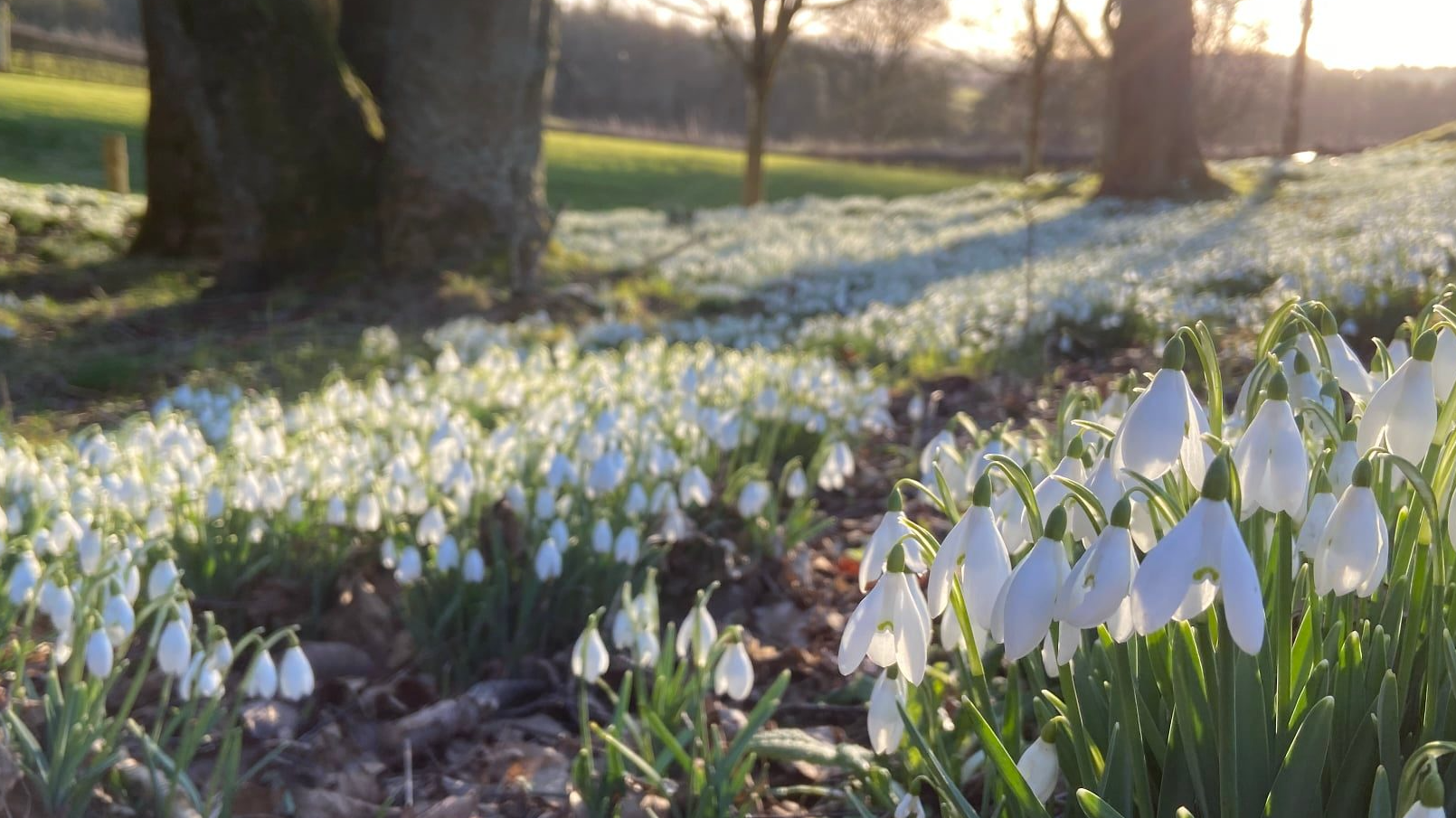 Teasses Estate Snowdrop walk 2025