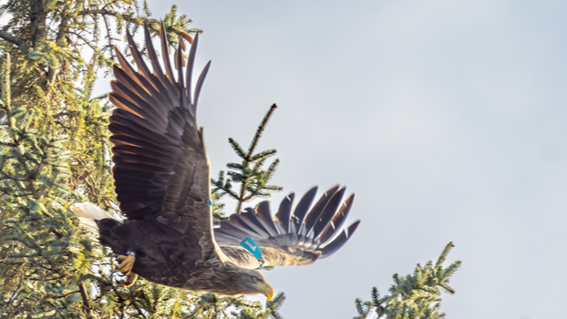 White-tailed Sea Eagle Talk