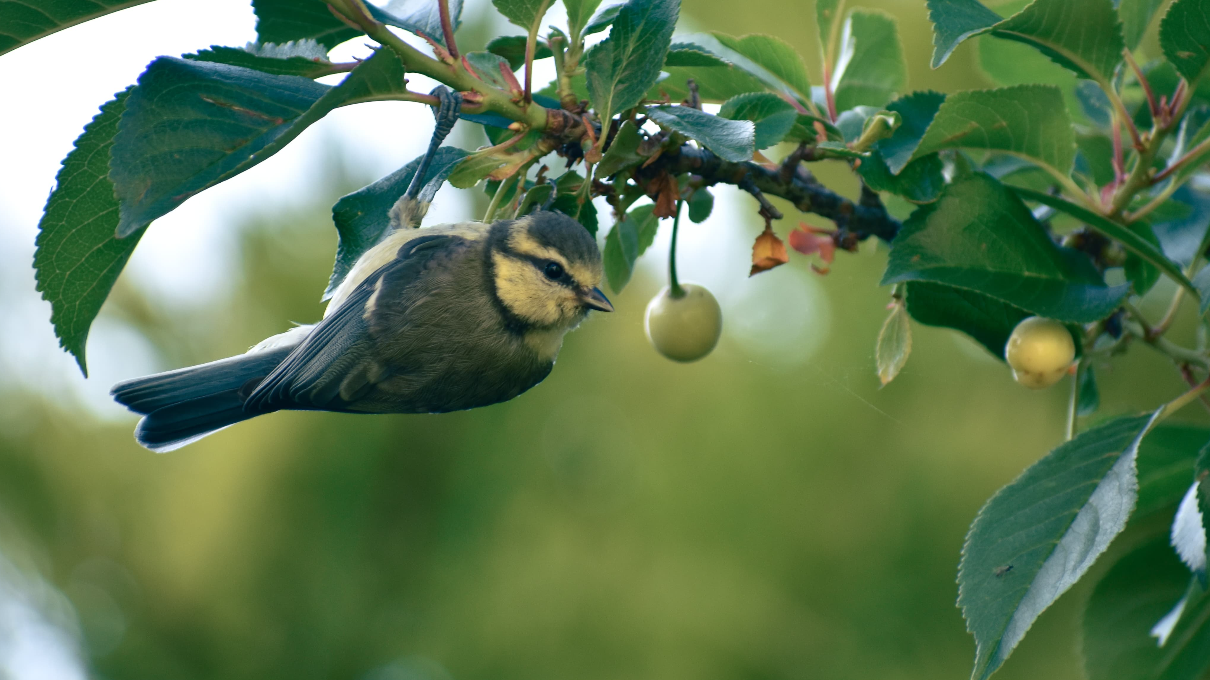 Spring Wildlife Walk in Rosyth